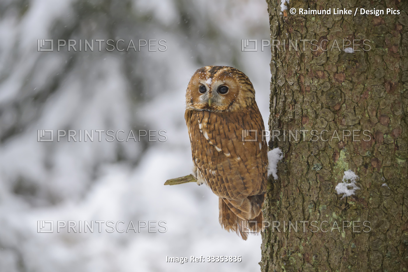 Tawny owl (Strix aluco) in a tree in winter; Europe