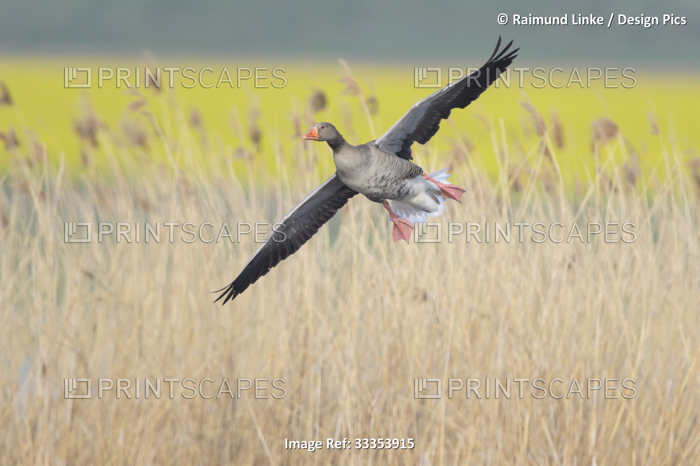 Greylag goose (Anser anser) in flight over a field of tall grass