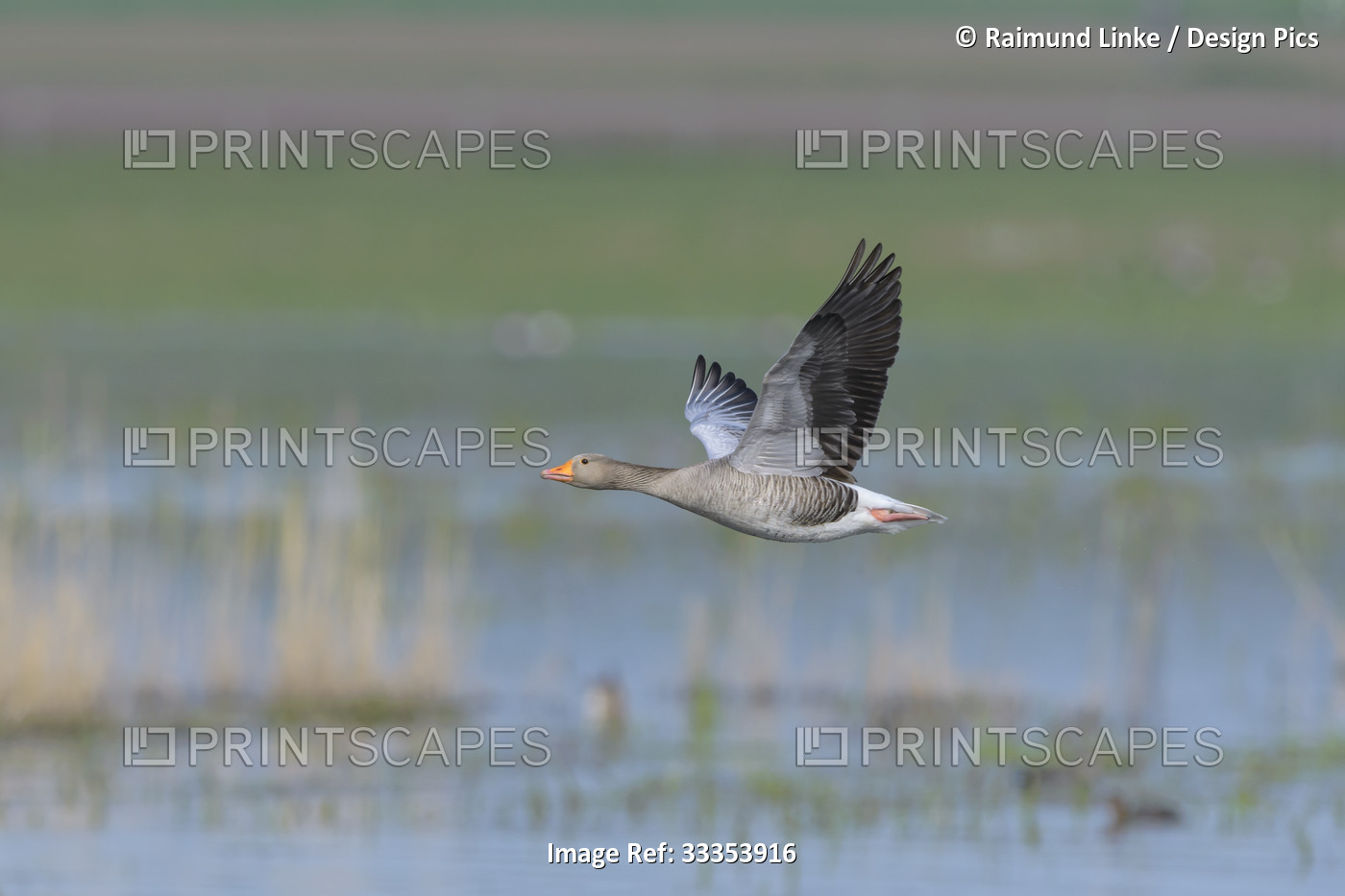 Greylag goose (Anser anser) in flight over wetlands