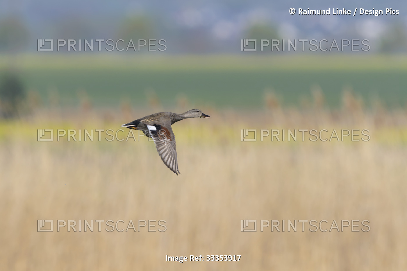 Gadwall (Mareca strepera) in flight in the countryside