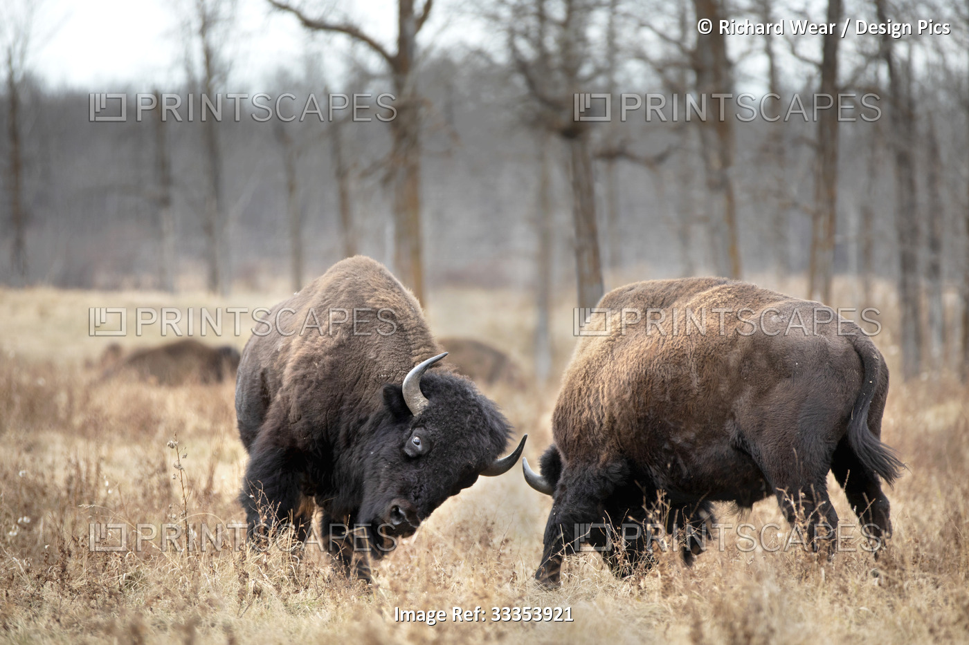 Sepia image of Plains Bison (Bison bison bison) jousting at Elk Island National ...
