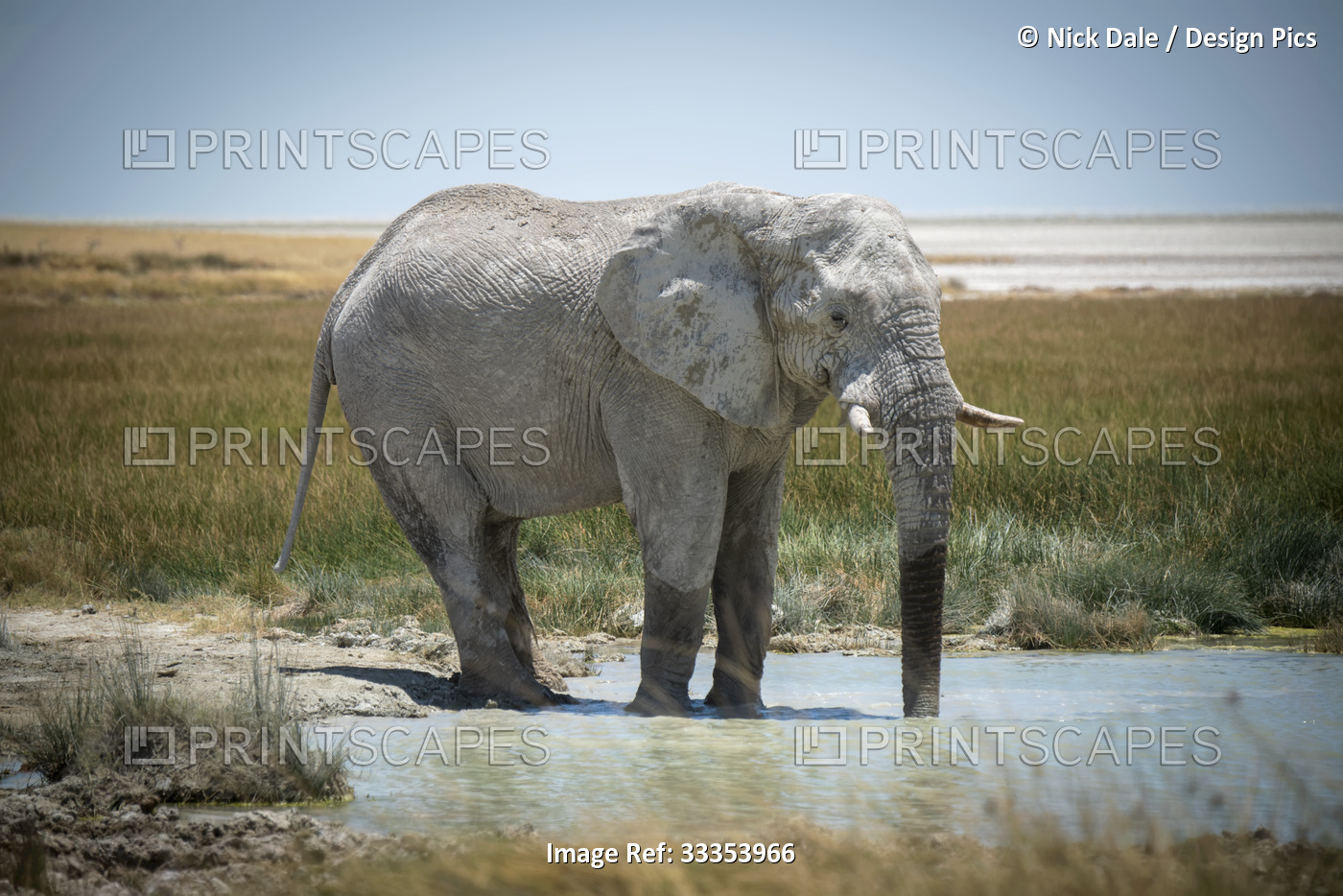African bush elephant (Loxodonta africana) drinking from grassy waterhole on ...