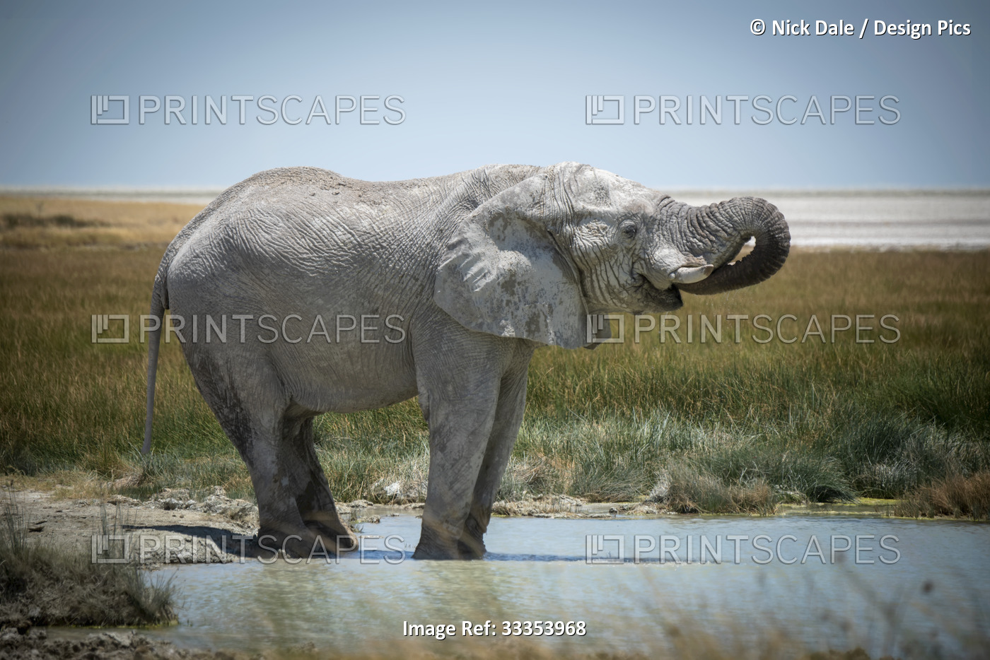 African bush elephant (Loxodonta africana) drinking from grassy waterhole with ...