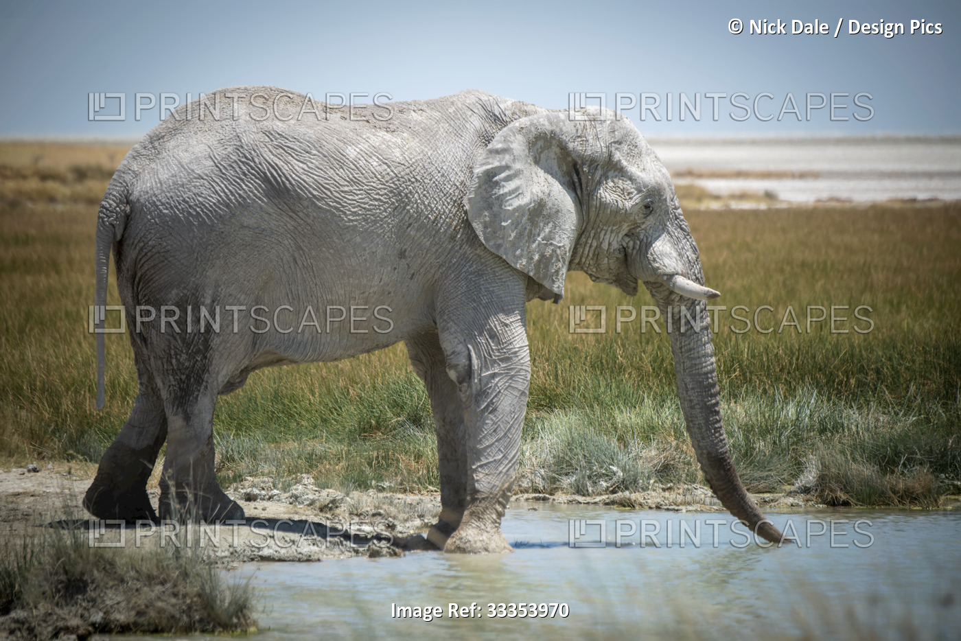 African bush elephant (Loxodonta africana) drinking from grassy waterhole on ...