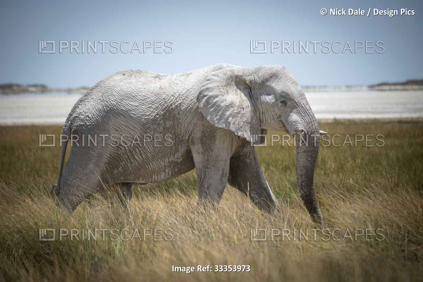 African bush elephant (Loxodonta africana) striding through the long grass on ...