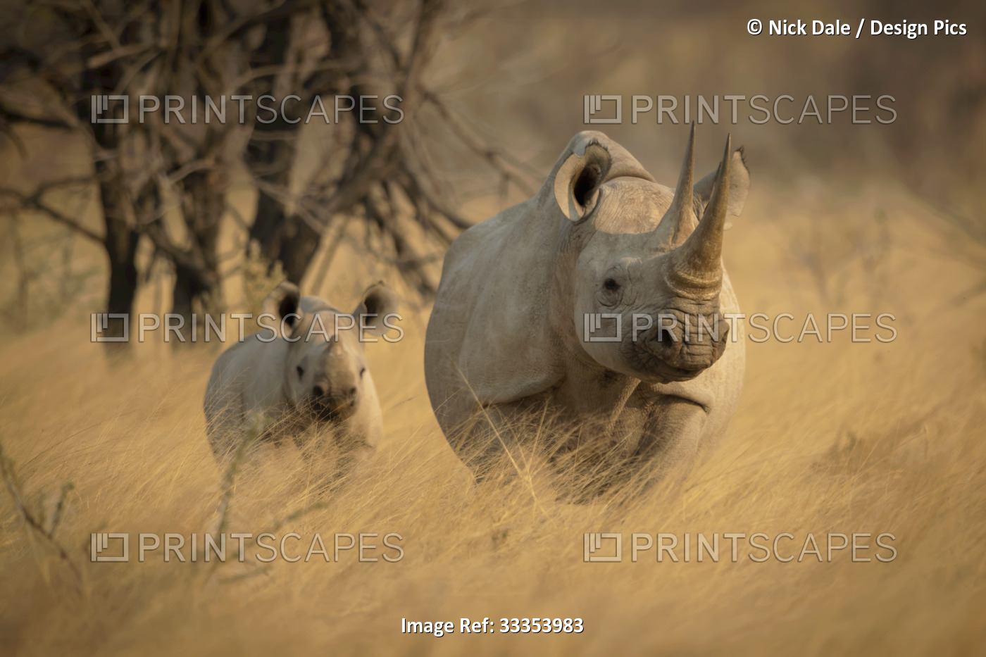Black rhinoceros and calf (Diceros bicornis) standing in a field of golden long ...
