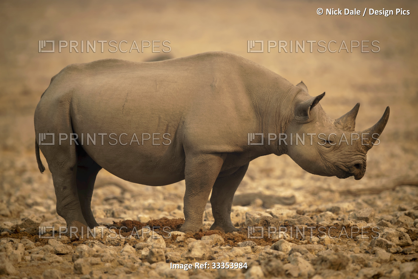 Profile of black rhinoceros (Diceros bicornis) standing on rocky flat in the ...