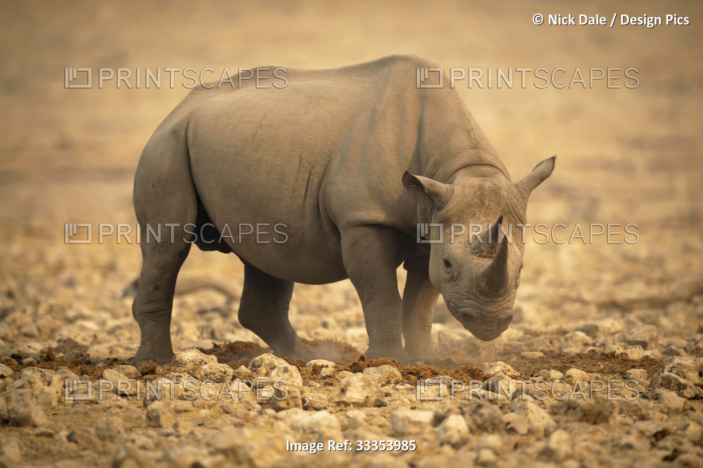 Black rhinoceros (Diceros bicornis) standing on rocks lowering head and looking ...