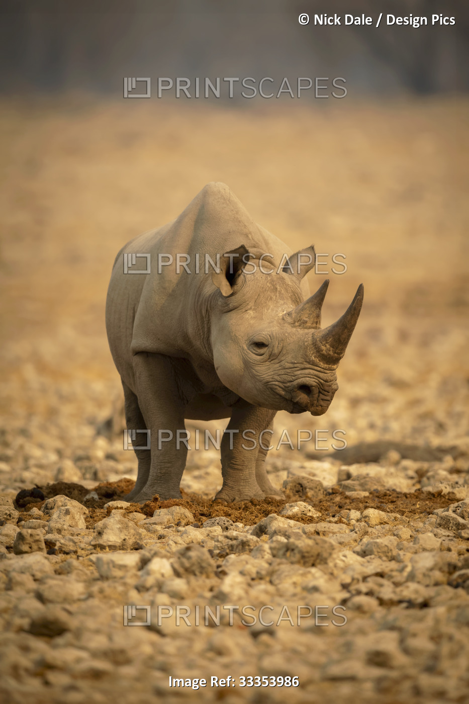 Portrait of a black rhinoceros (Diceros bicornis) turning head and looking at ...
