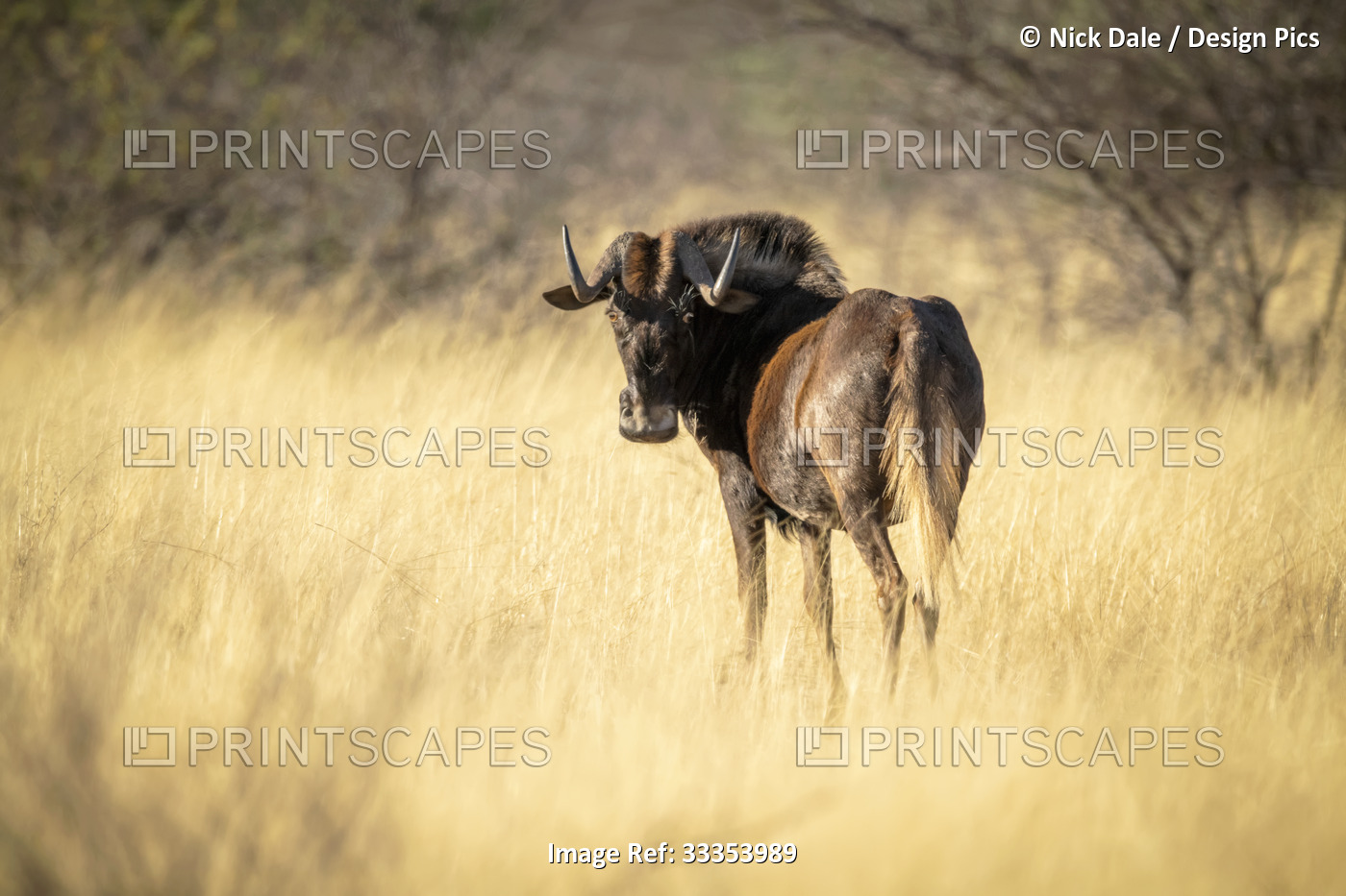 Black wildebeest (Connochaetes gnou) standing in the golden long grass of the ...