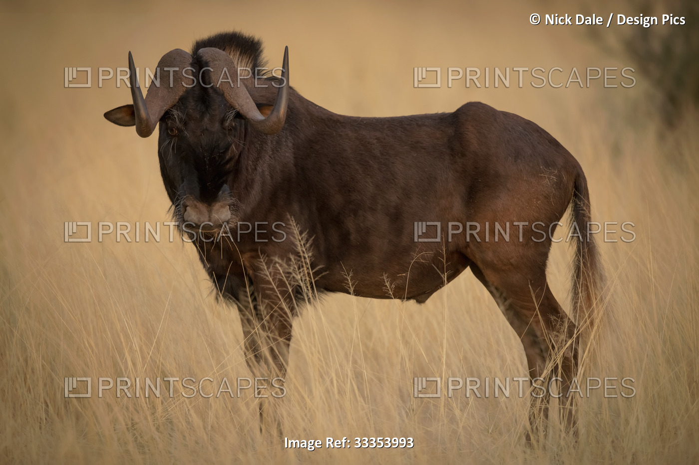 Black wildebeest (Connochaetes gnou) standing in the long grass of the savanna ...