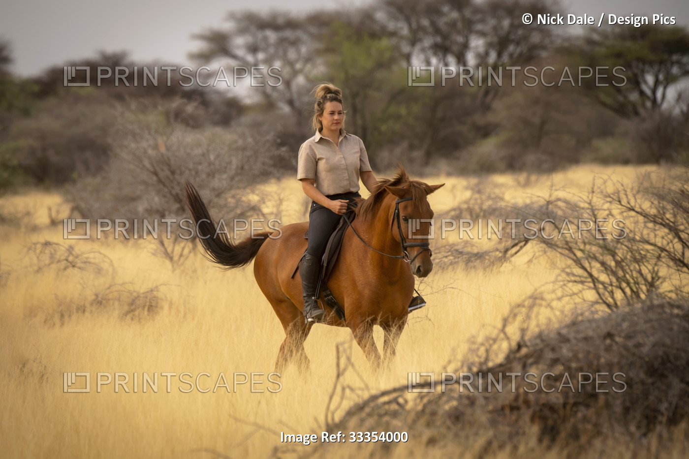 Woman riding horse (Equus ferus caballus) through the bush on the savanna at ...