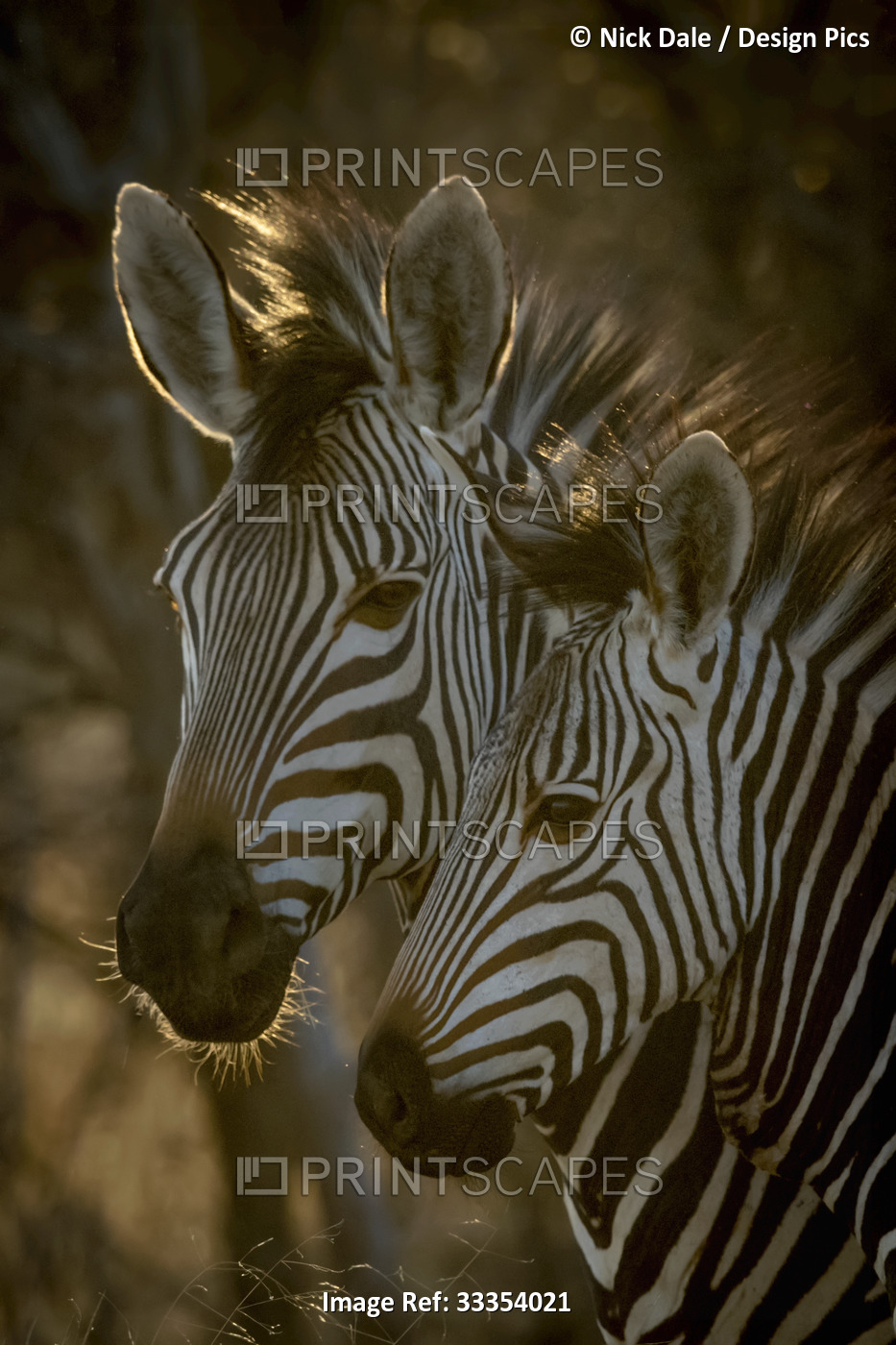 Close-up portrait of an adult Hartmann's mountain zebra (Equus zebra ...