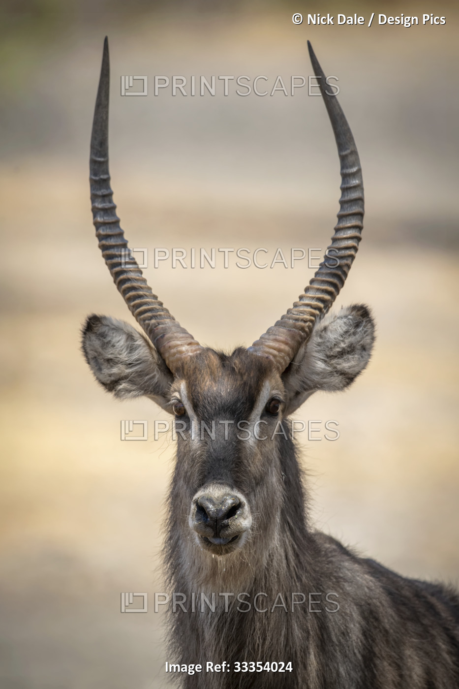 Close-up portrait of a male common waterbuck (Kobus ellipsiprymnus) looking at ...