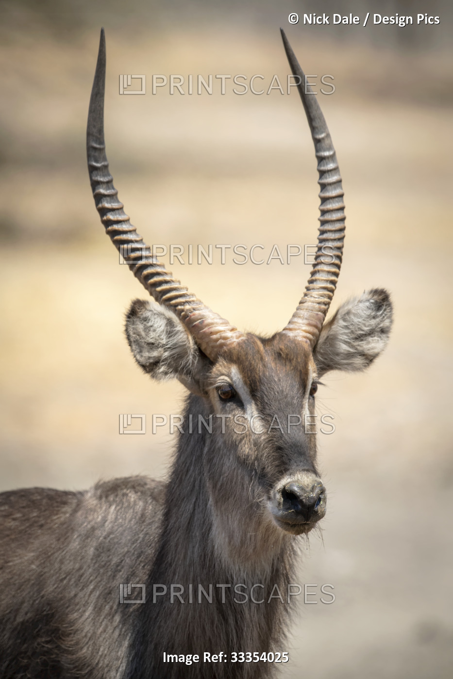 Close-up portrait of a male common waterbuck (Kobus ellipsiprymnus) eyeing the ...