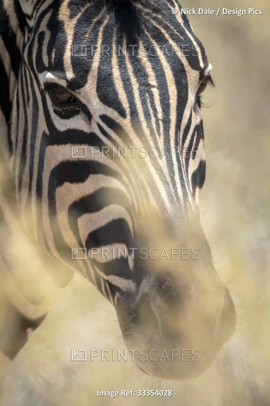 Close-up portrait of a plains zebra (Equus quagga - formerly Equus burchellii) ...