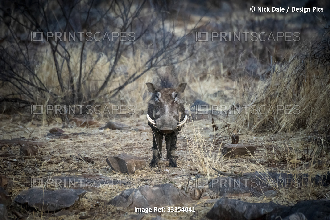 Portrait of a common warthog (Phacochoerus africanus) standing in the bush ...