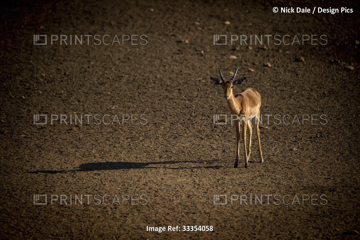 Portrait of a sunlit, male common impala (Aepyceros melampus) standing on the ...