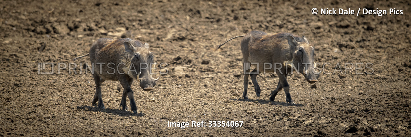 Panorama of two common warthogs (Phacochoerus africanus) trotting together over ...