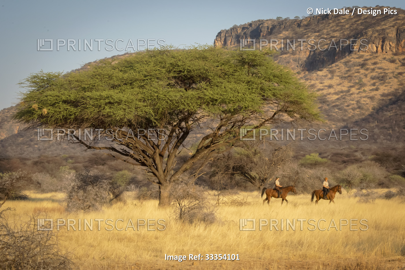 Two women riding horses (Equus ferus caballus) traveling past acacia tree ...