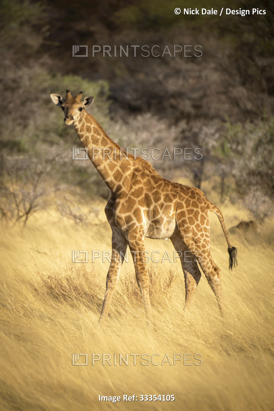 Portrait of young southern giraffe (Giraffa camelopardalis angolensis) looking ...