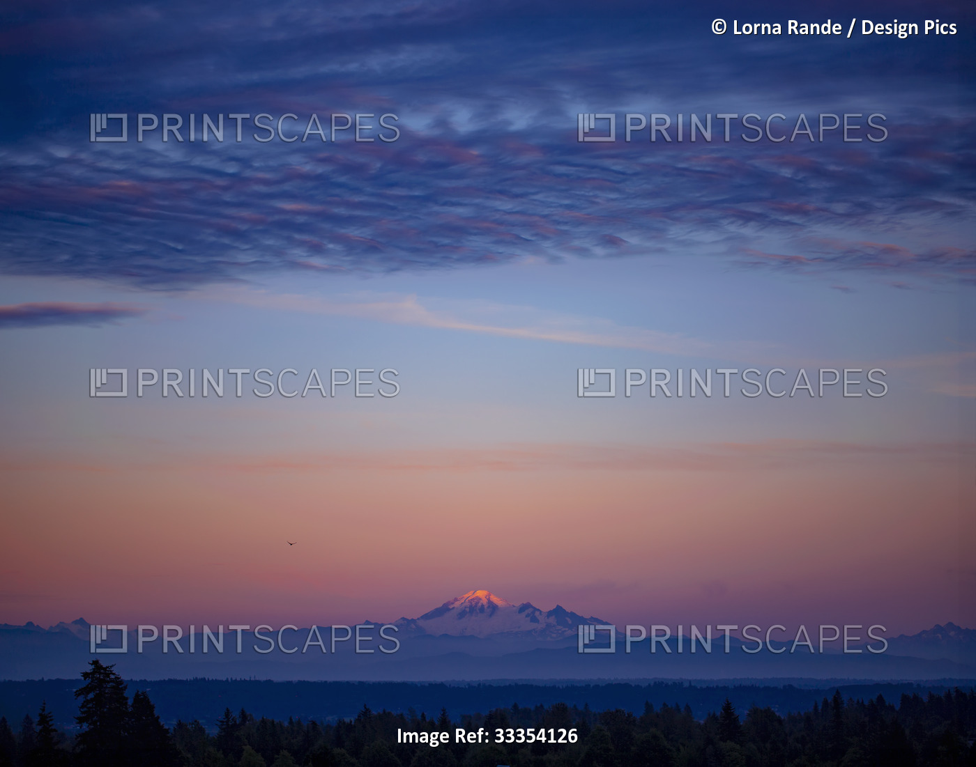 Snow-covered Mount Baker in a glowing pink sunset sky; Washington, United ...