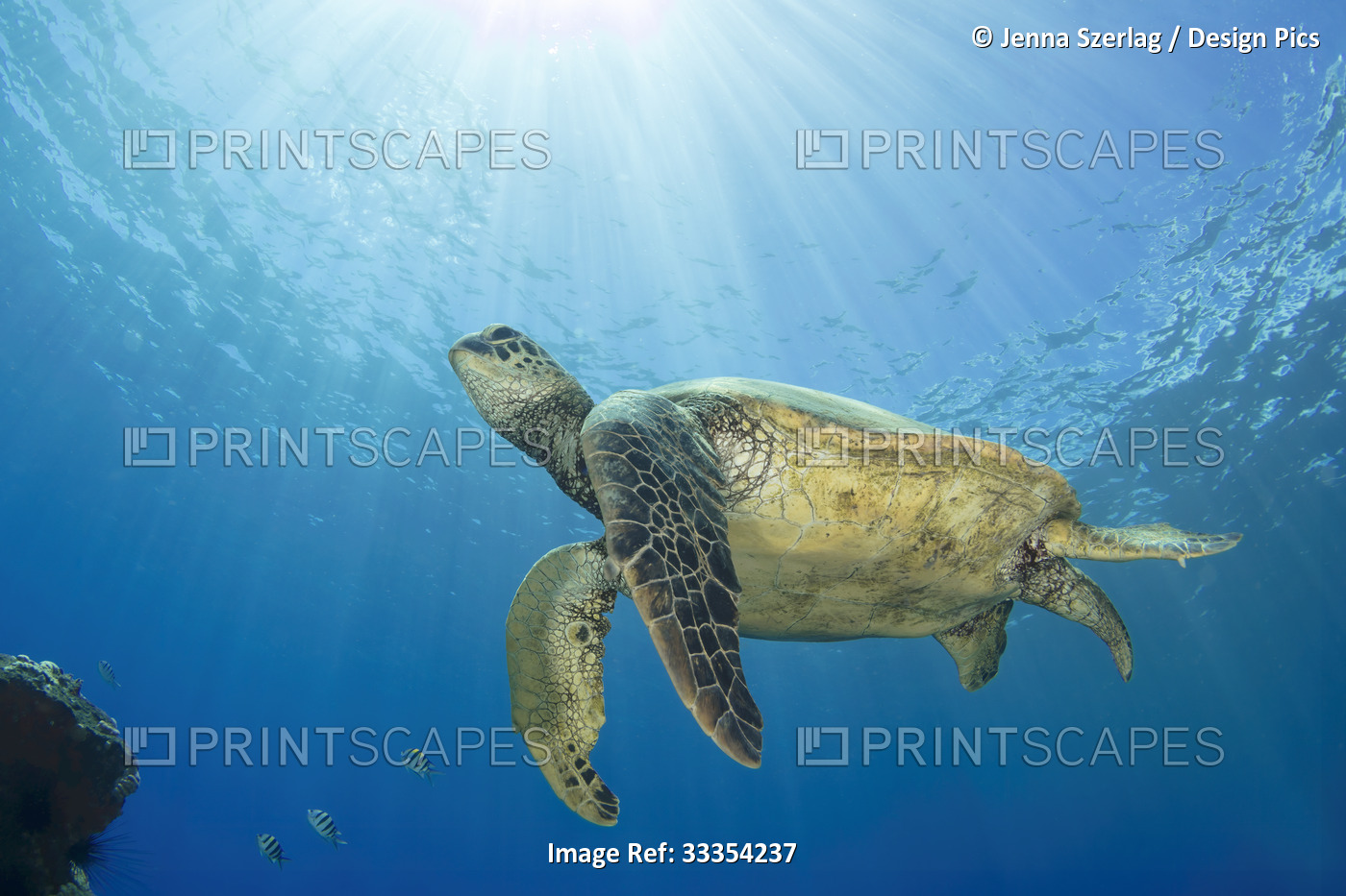 Hawaiian Green sea turtle (Chelonia mydas) swimming close to the surface with ...