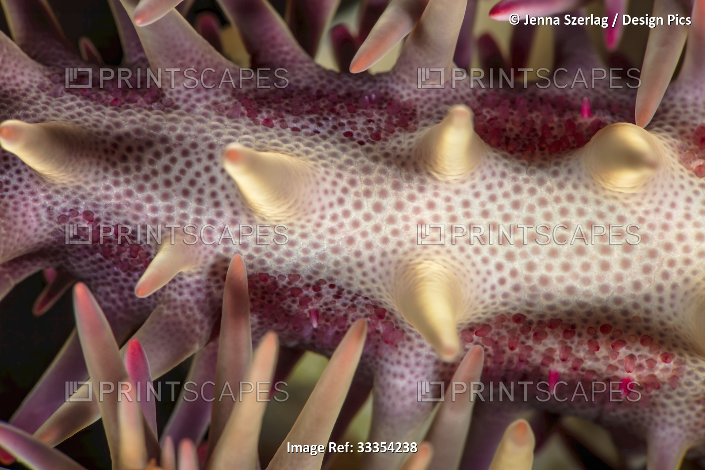Close-up detail of a crown of thorns starfish (Acanthaster planci); Maui, ...