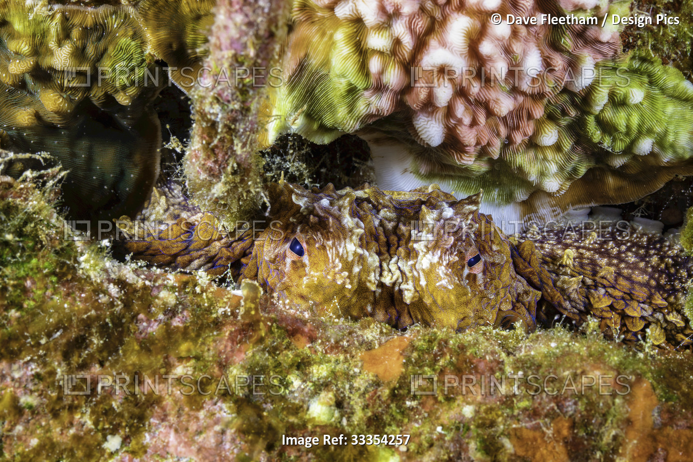 A juvenile Day octopus (Octopus cyanea) peers from a coral crevice on a ...