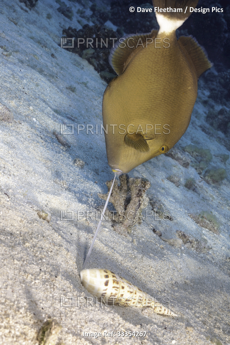This is one in a series of four images of a bridled or masked triggerfish ...
