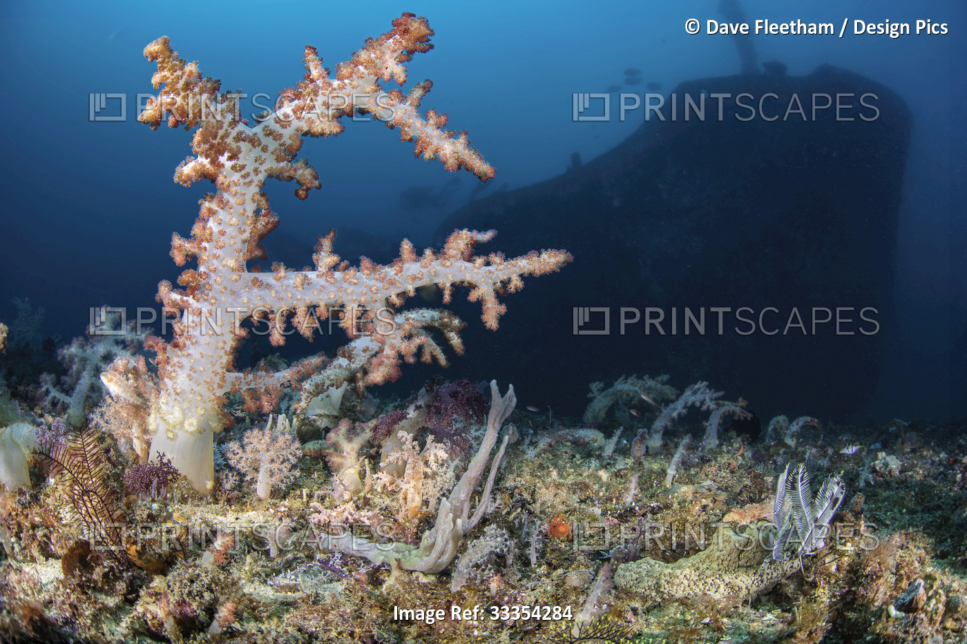 Alcyonarian coral stands upright on the bottom along with sponge at 100 feet ...