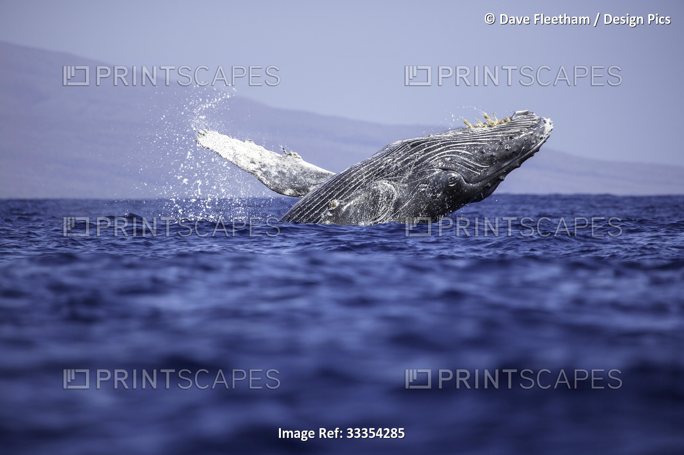 A breaching Humpback whale (Megaptera novaeangliae) with the island of Lanai in ...
