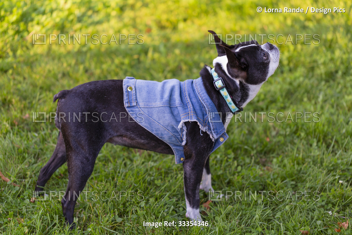 A dog wearing a denim jacket and standing on grass; North Vancouver, British ...