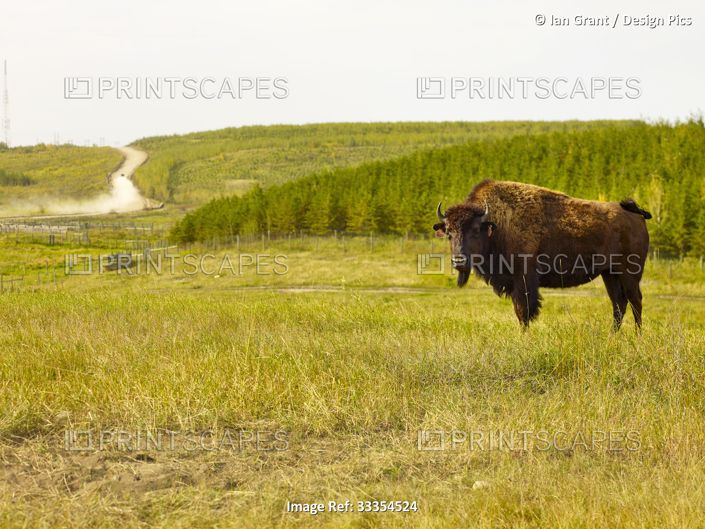 Portrait of American Bison (Bison bison) looking at the camera and standing in ...