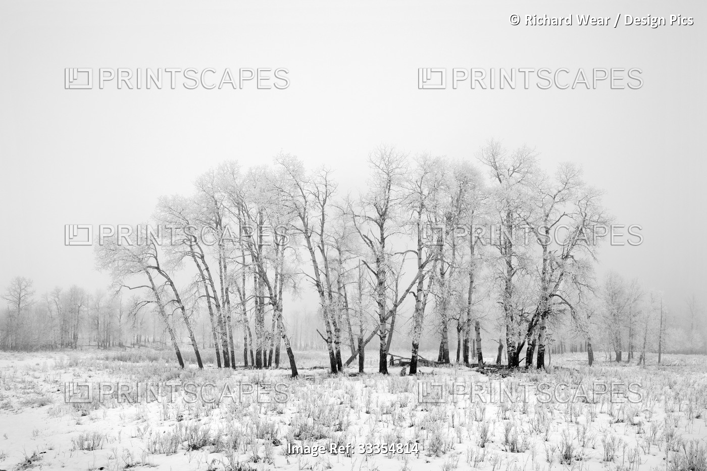 Frost and fog at Elk Island National Park; Alberta, Canada