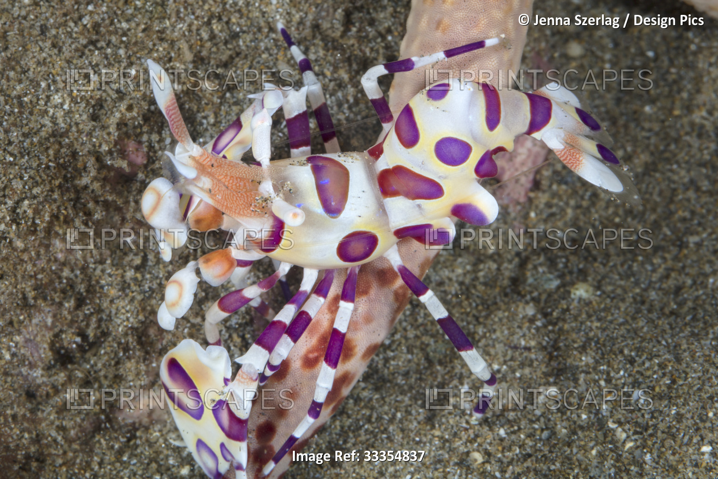 Harlequin Shrimp (Hymenocera picta) feeding on the ray of a starfish ...