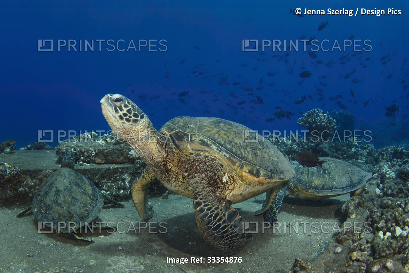Three Hawaiian green sea turtles (Chelonia mydas) resting along the ocean floor ...