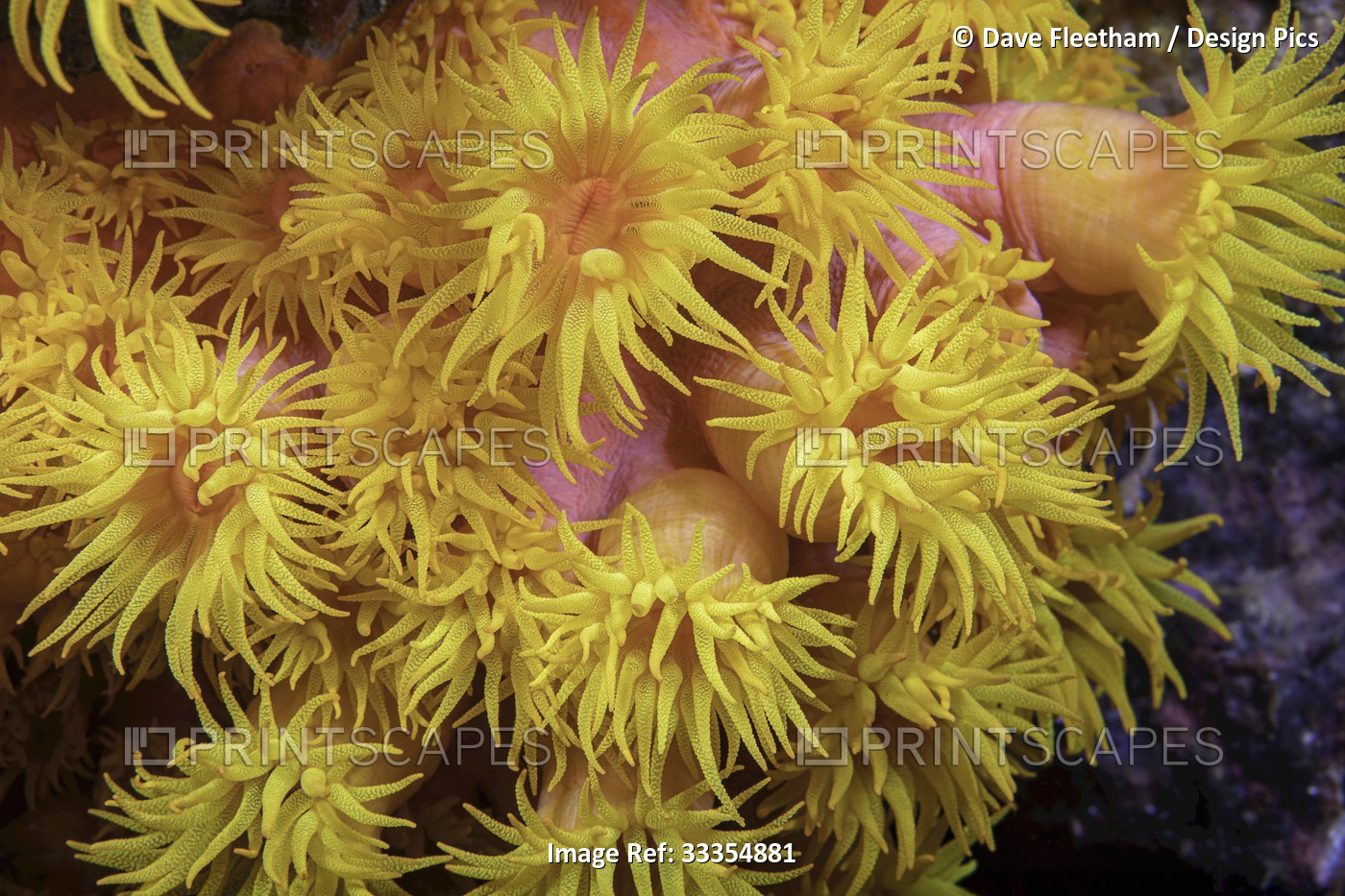 A close look at orange cup coral (Tubastraea coccinea); Philippines