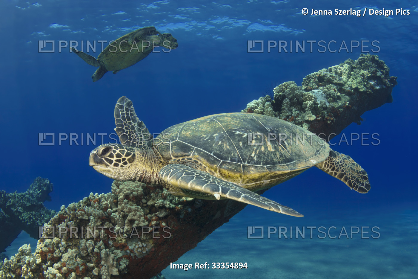 Hawaiian Green sea turtles (Chelonia mydas); Maui, Hawaii, United States of ...