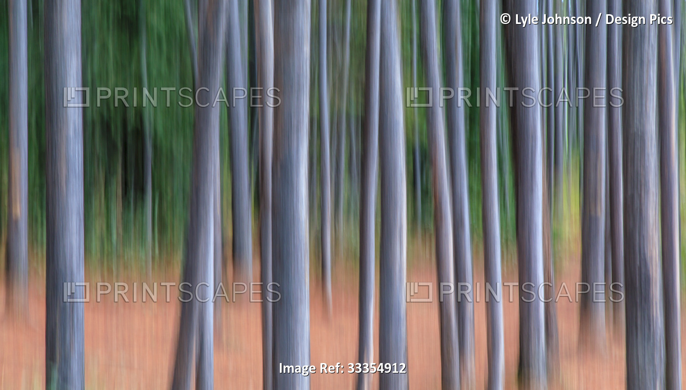 Blurred tree trunks with intentional camera movement; Alberta, Canada