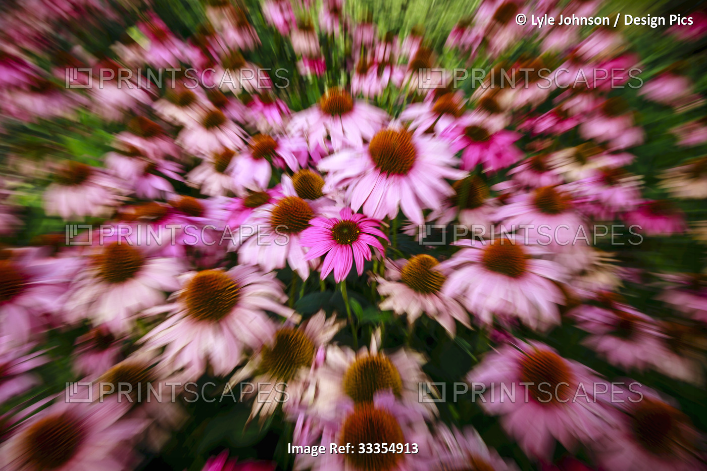 Pink blossoming daisy flowers blurred by intentional camera movement; Edmonton, ...