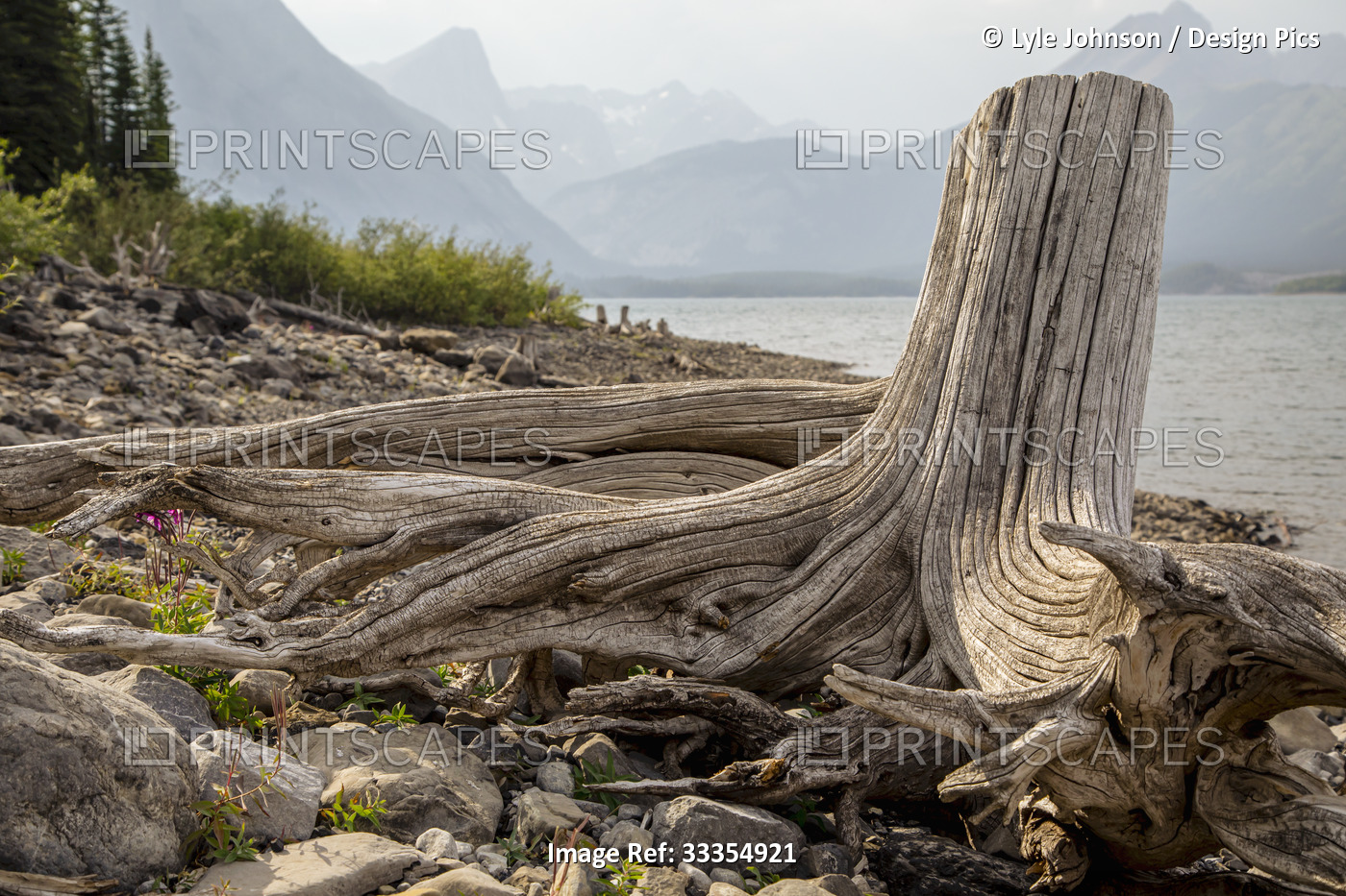 A weathered tree stump and it's roots sit at the water's edge on Upper ...