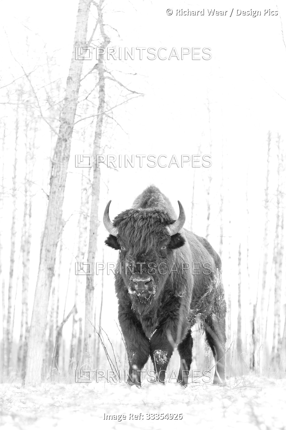 Wood bison (Bison bison athabascae) staring at the camera in a foggy field in ...