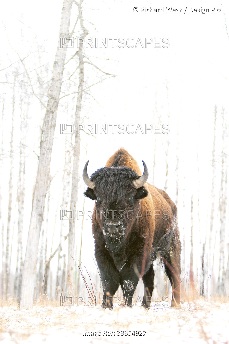 Wood bison (Bison bison athabascae) staring at the camera in a forest in winter ...