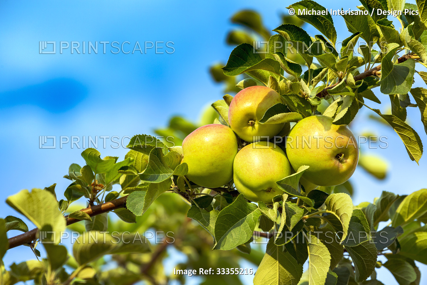 Grouping of apples (Malus domestica) ripening on a tree branch with a blue sky; ...