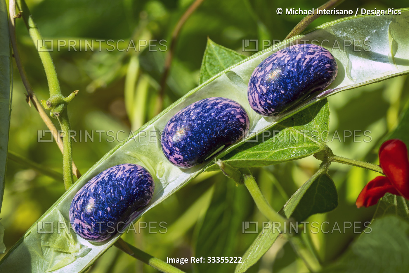Close-up detail of scarlet runner beans (Phaseolus coccineus) inside their pod ...
