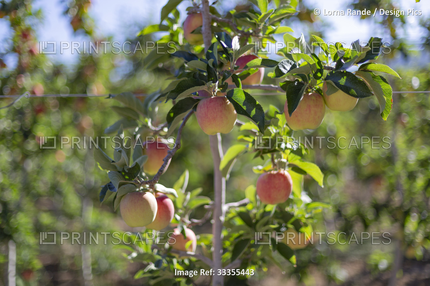 Close-up of apples (Malus domestica) growing on an espalier structure, a post ...