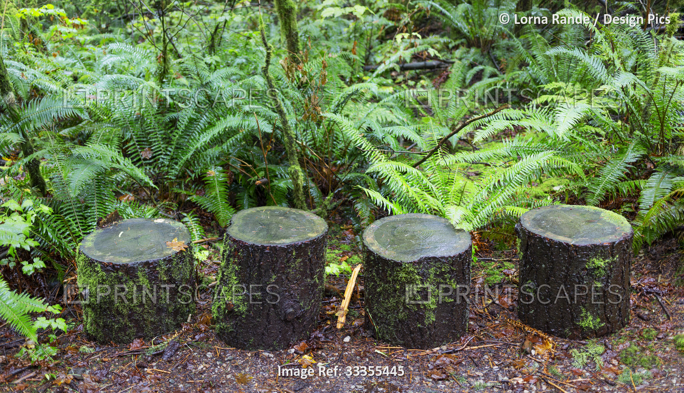 Four tree stumps with moss in a row with ferns in Green Timbers Urban Forest; ...