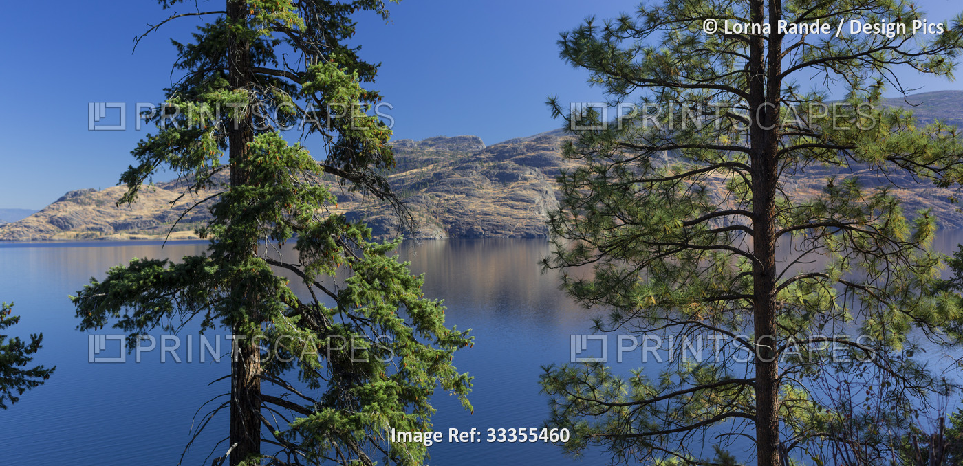 Scenic shoreline of Okanagan Lake with large evergreen trees, blue water and a ...