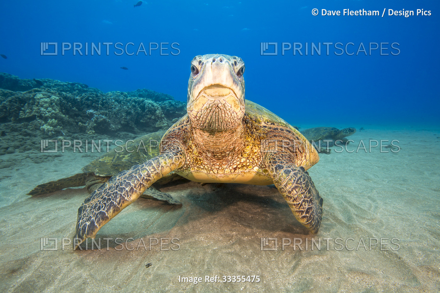 Several Green sea turtles (Chelonia mydas), an endangered species, gather at a ...